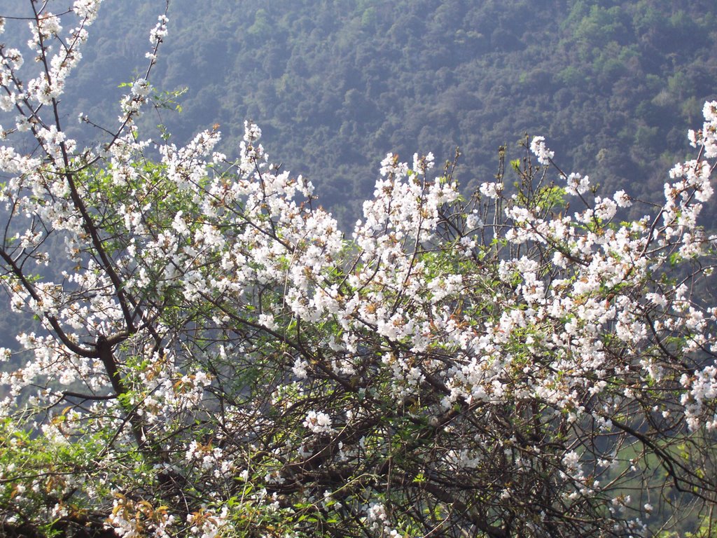 CEREZO