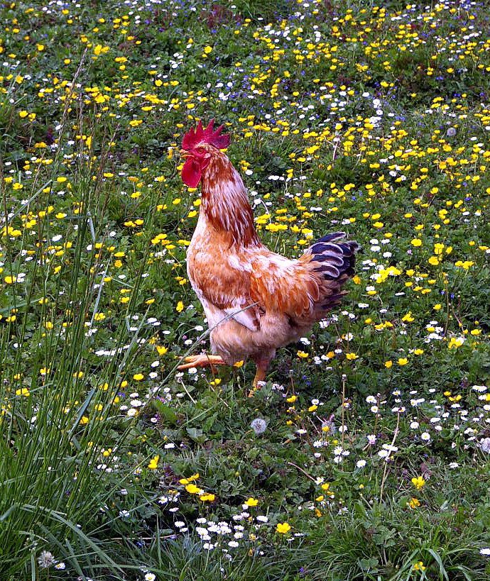 Gallo campero,  (Gallus gallus), Tuñón, Santo Adriano, Asturias