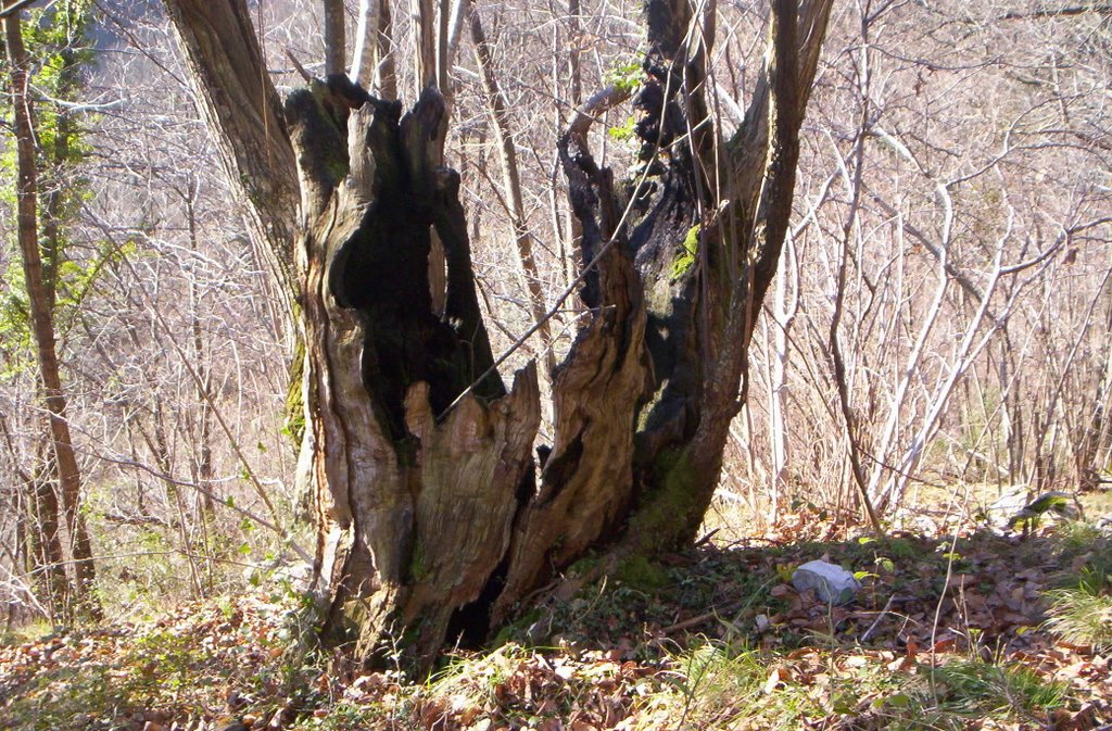 Castaño en Castañedo del Monte. SANTO ADRIANO.