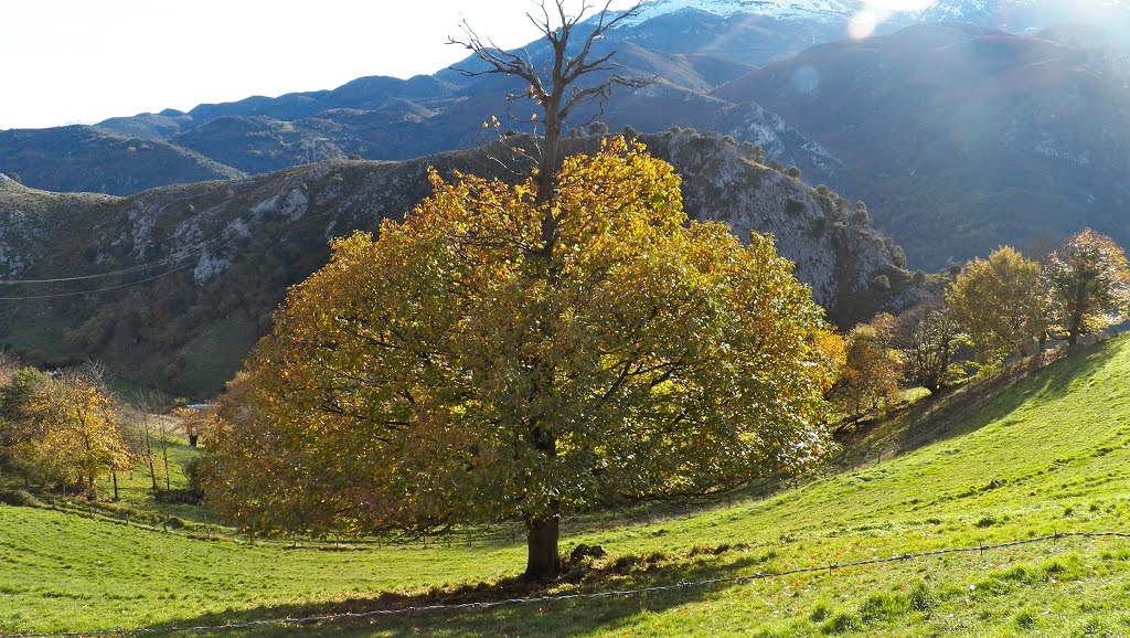 Otoño a la entrada de Castañedo del Monte. SANTO ADRIANO.