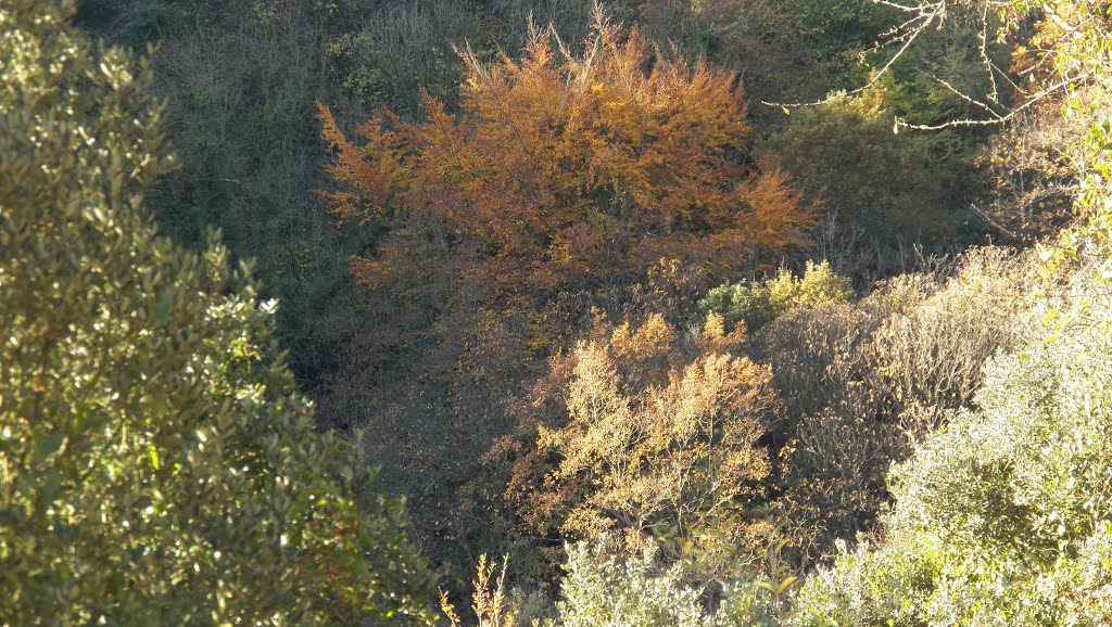 Otoño subiendo a Castañedo del Monte. SANTO ADRIANO.