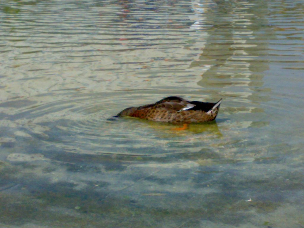 PATO