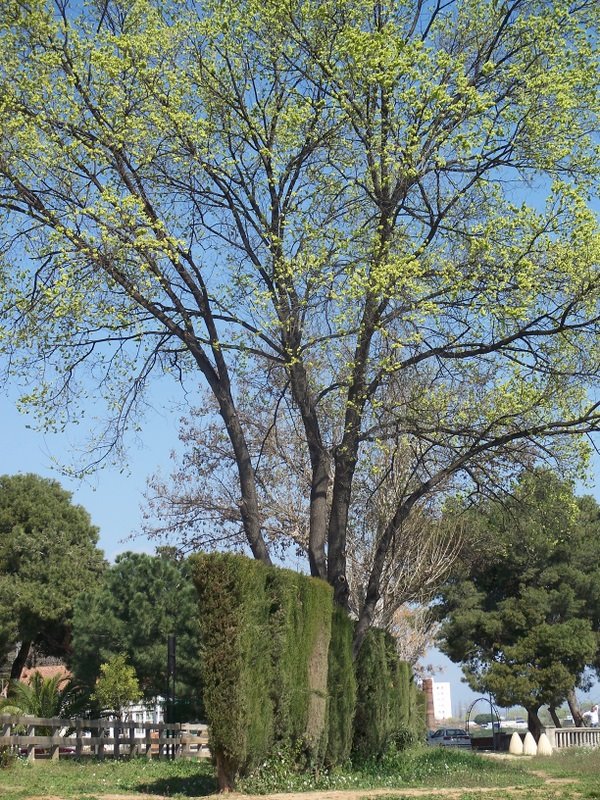 arbre