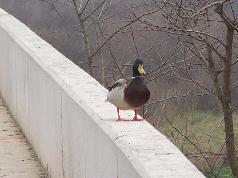 anec del riu ripoll