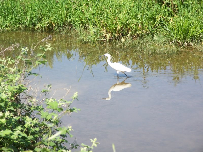 pescant al ripoll