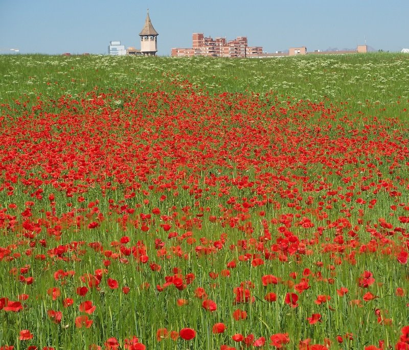 rosellas i torre de l´aigua