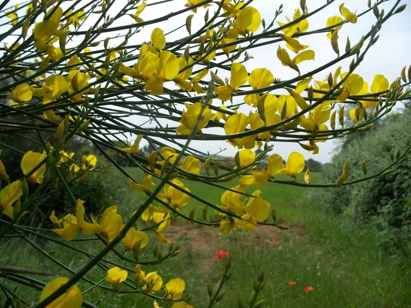 primavera groga
