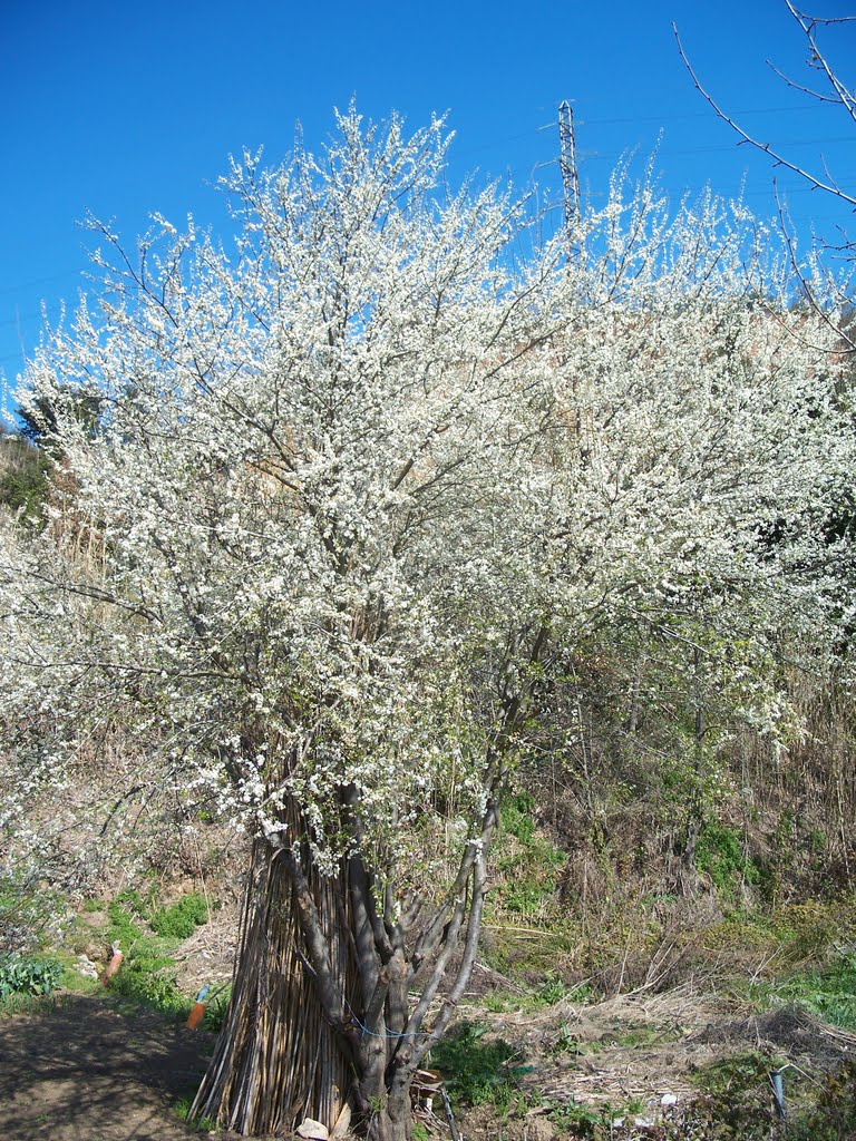 bon dia primavera// good mornig spring