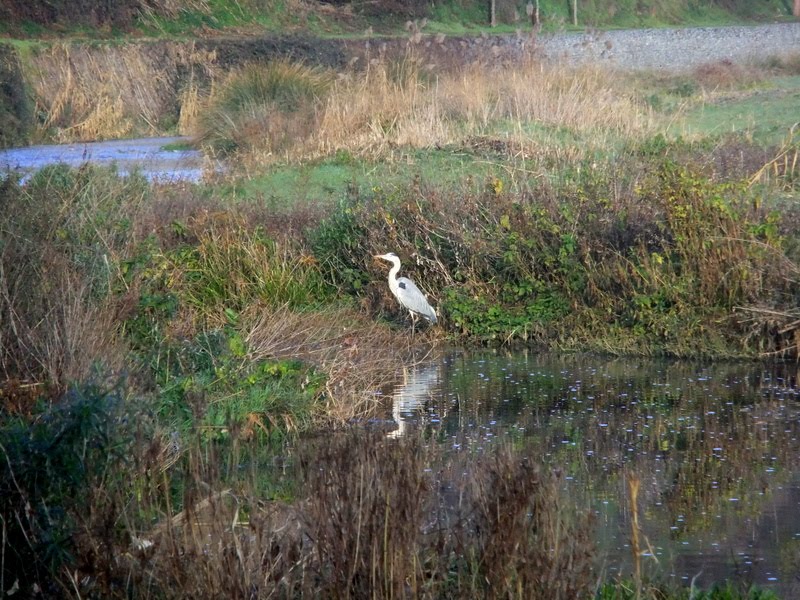 bernat pescaire al riu Ripoll de Sabadell