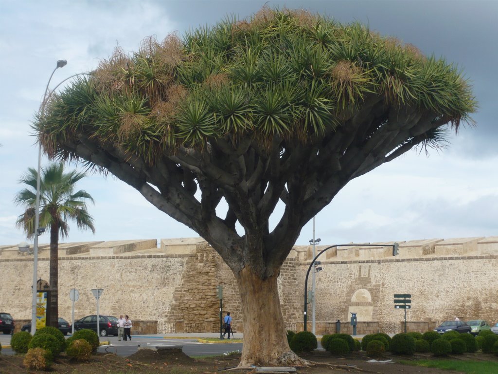 Drago de Cadiz