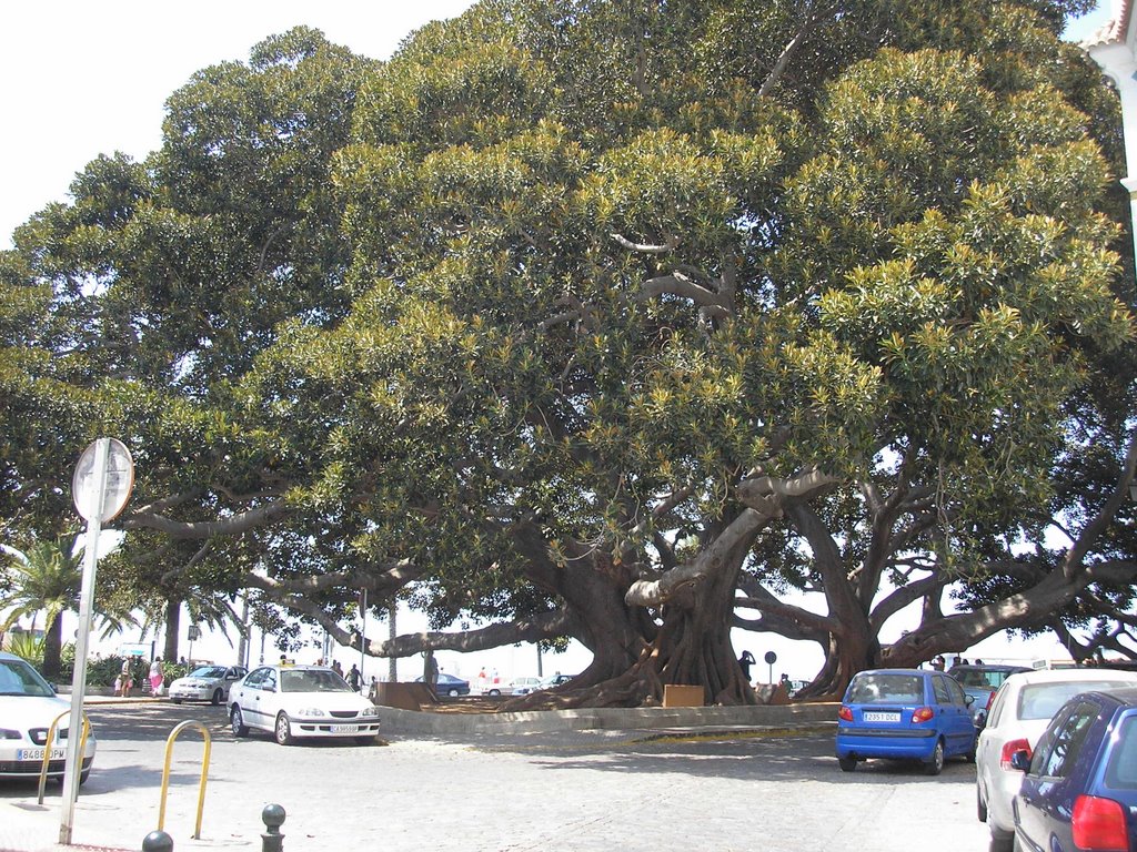 arbol