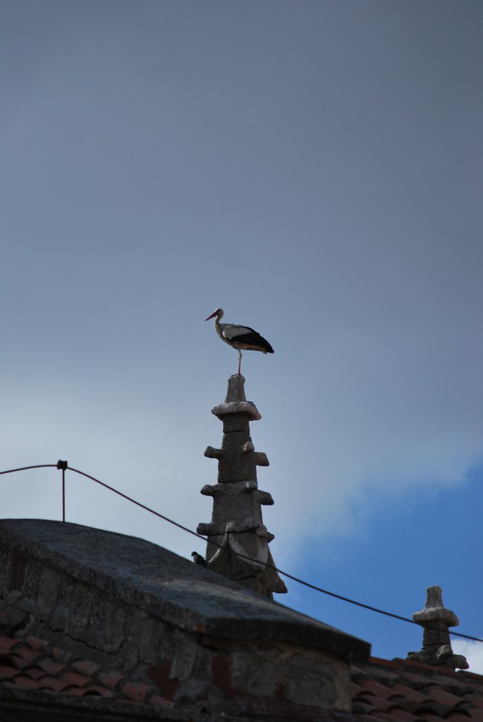 Cegoña