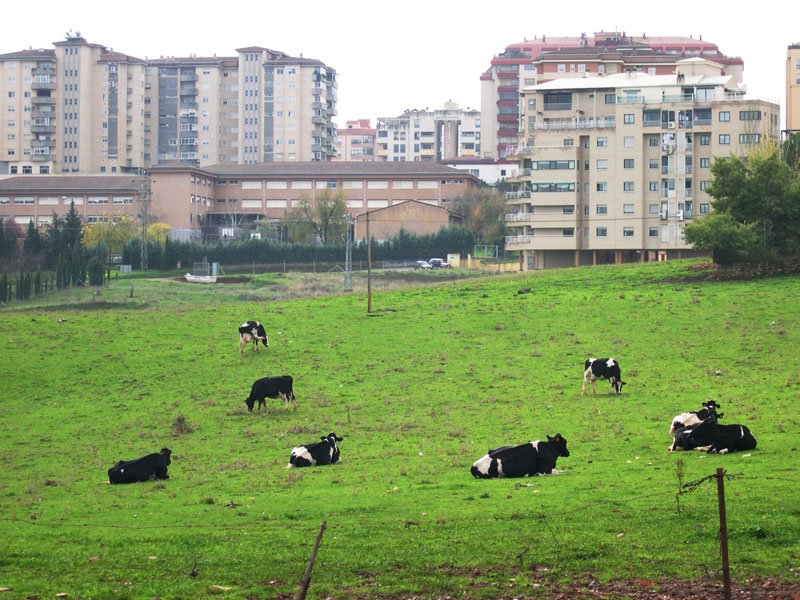 Vacas y rascacielos