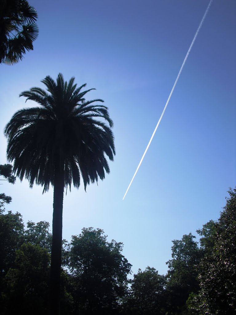 Palmera y raya en Castrelos. Vigo. Galicia. España.