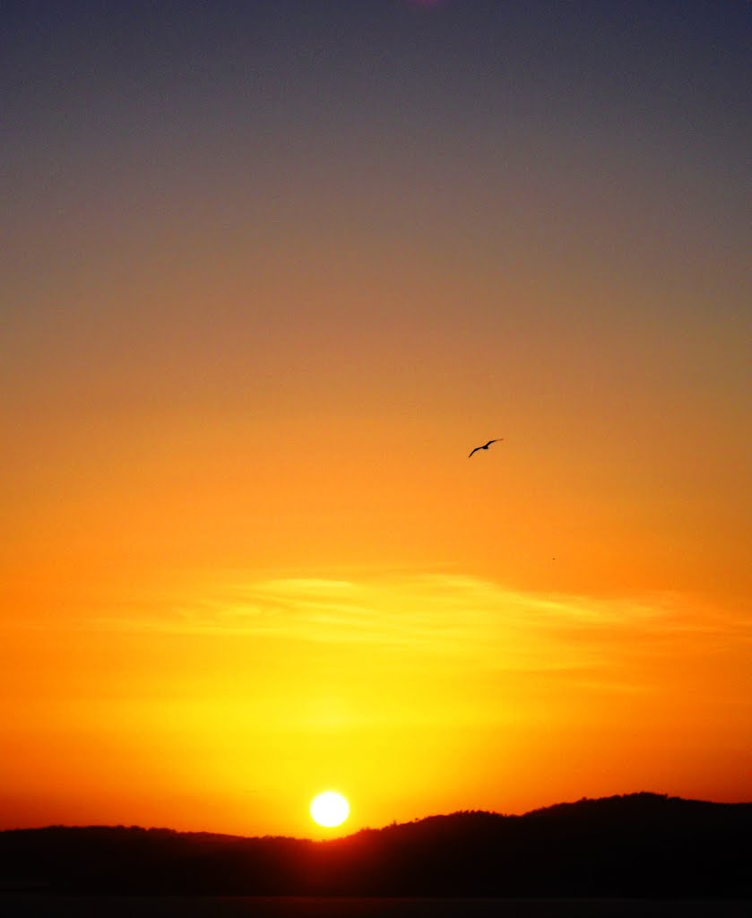 El sol, el amarillo cielo y la gaviota solitaria.