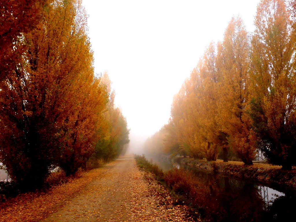 Niebla en otoño