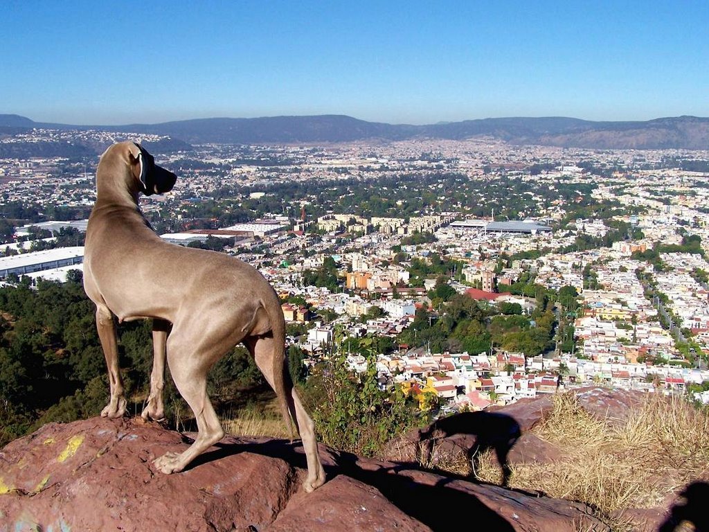 Ichy en el Cerro del Tesoro