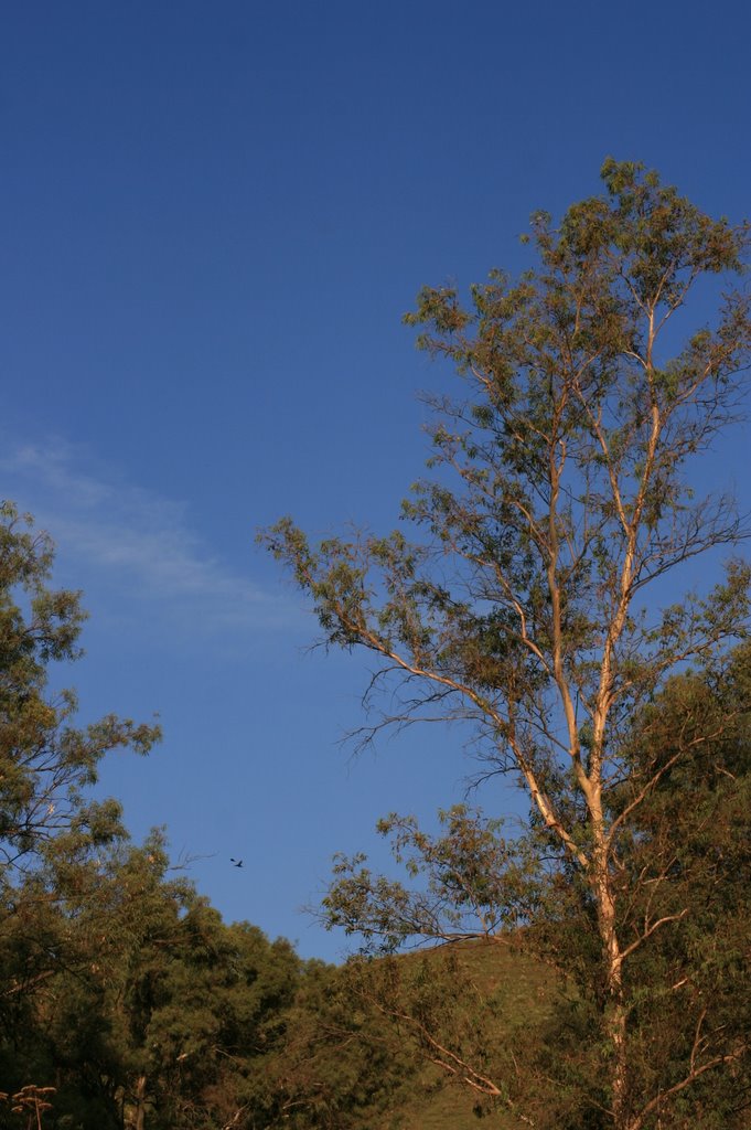 LA LOMA Y LOS ARBOLES
