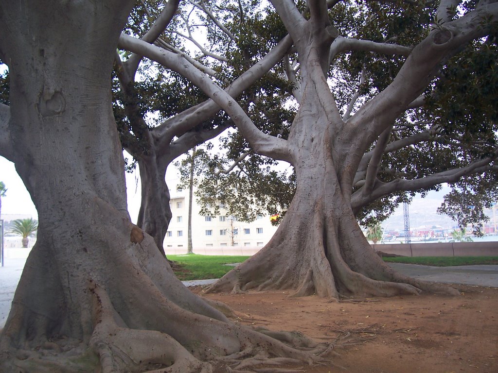 Arboles