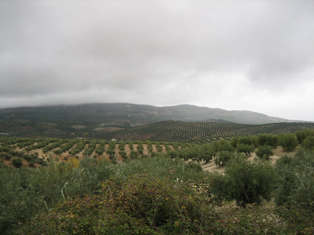 Mar de Olivos