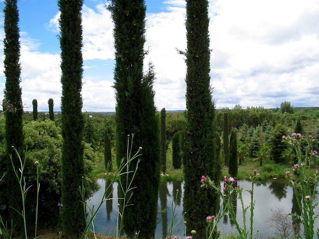 Cipreses_Laguna