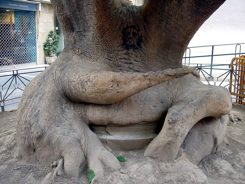 Arbol  Sentado , Murcia, España