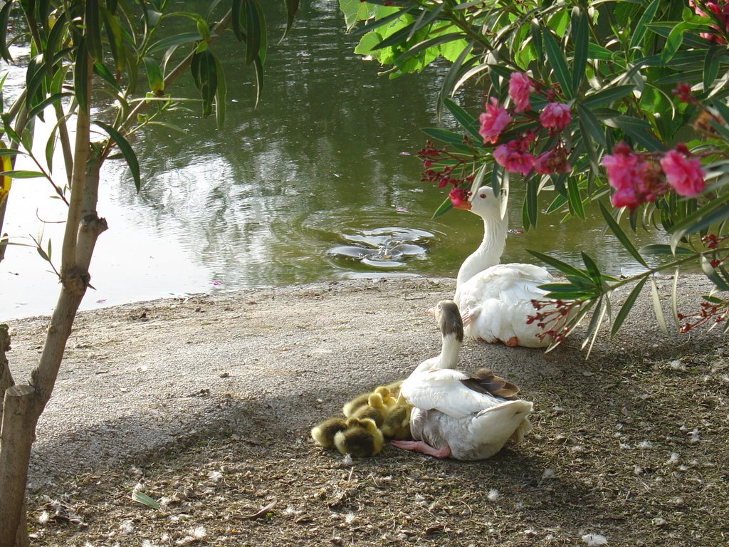 Parque de Fofó