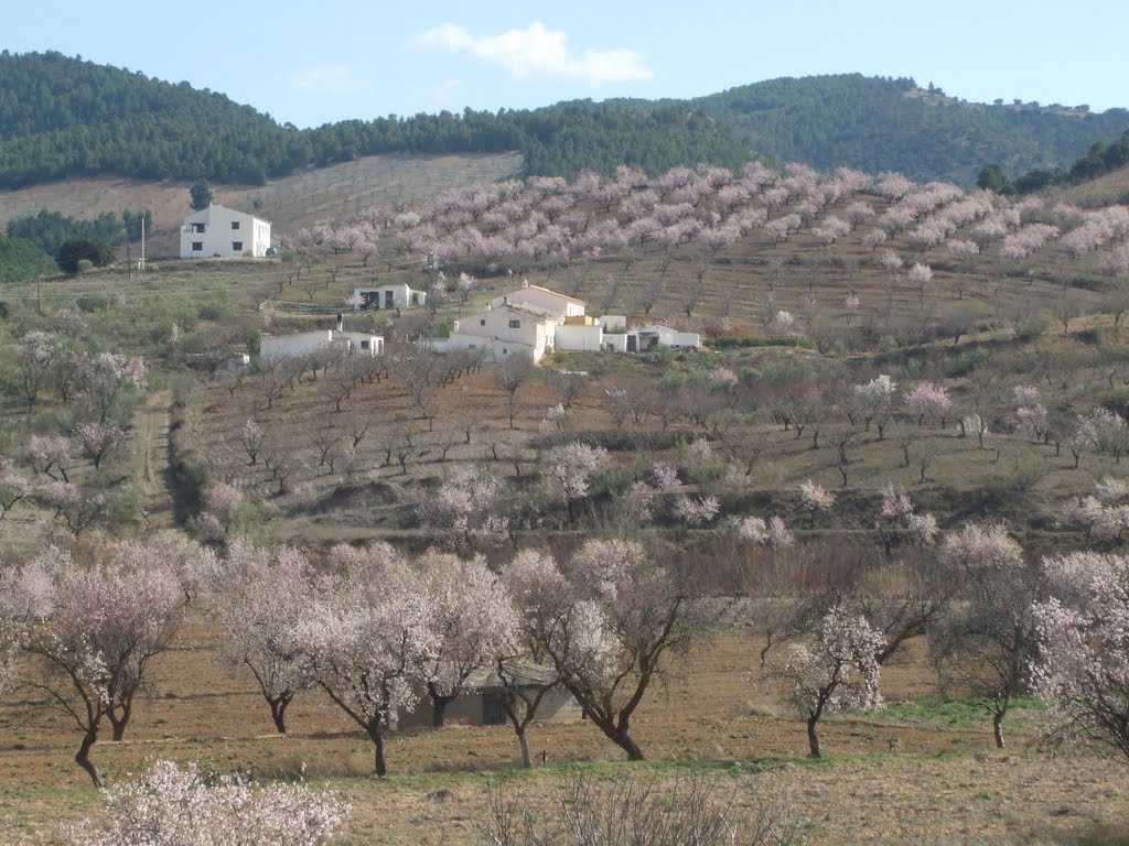 Arbol de Almendros