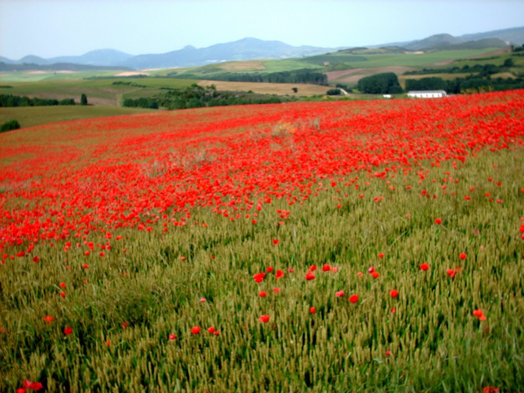 AMAPOLAS
