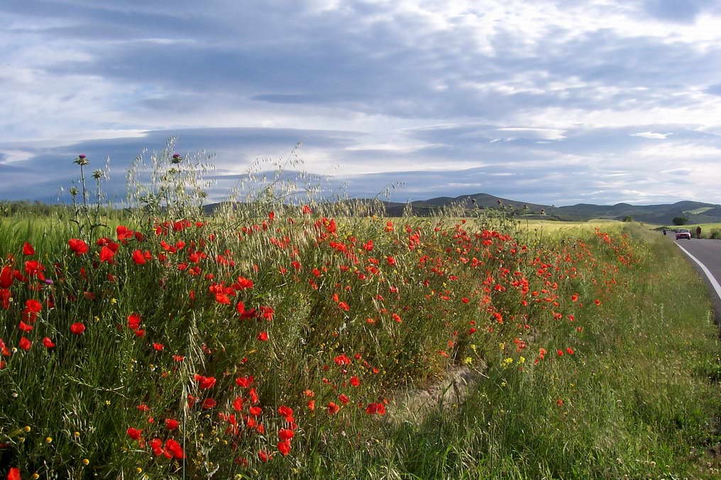 campo de Navarra 2