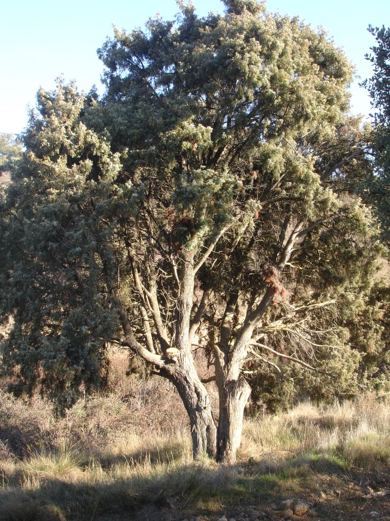 Enebro de Legardeta