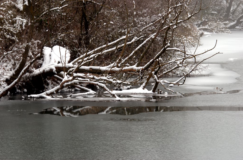 Árbol sobre el río