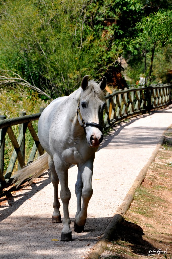 Even got the horse, Dedication for Ksenia ¦ pilago