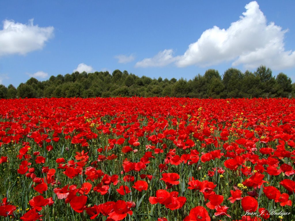 Amapolas en Valdemoro