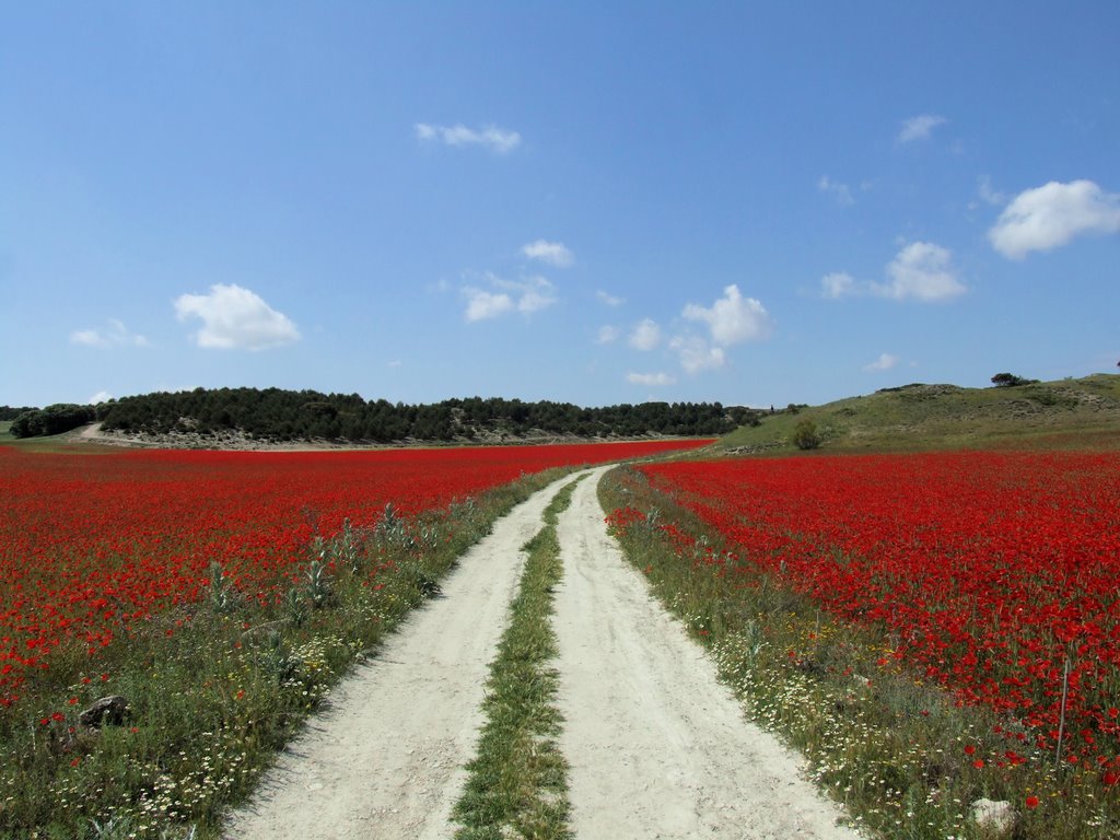 Poppies - Camino entre amapolas