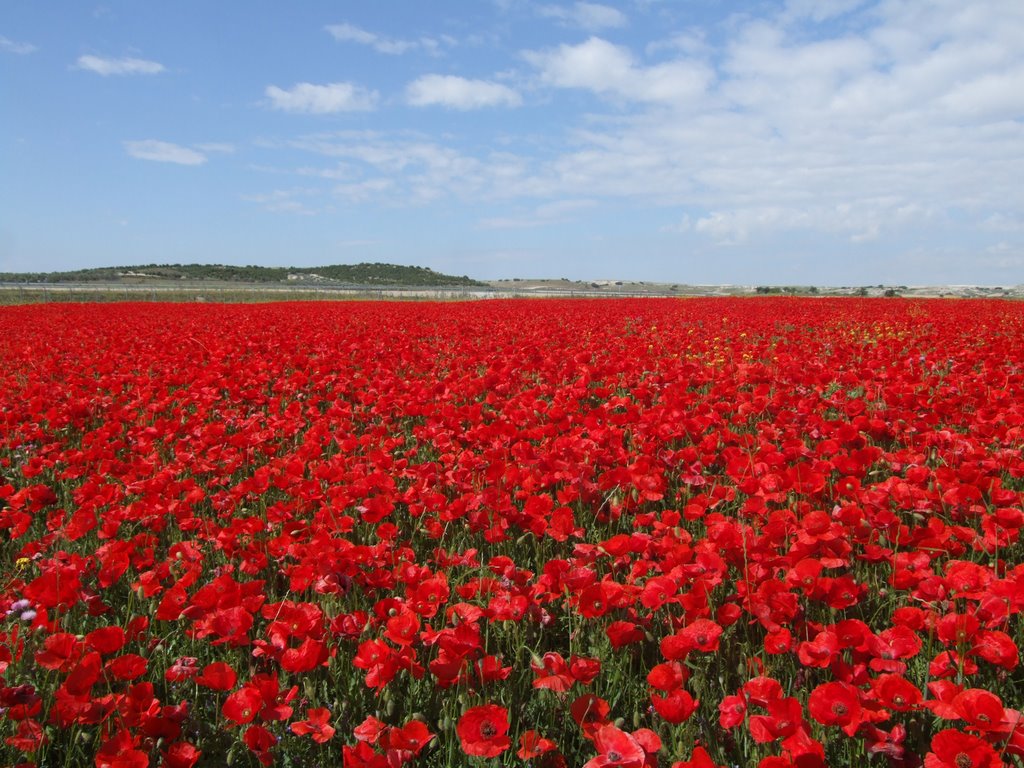 Poppies - Amapolas