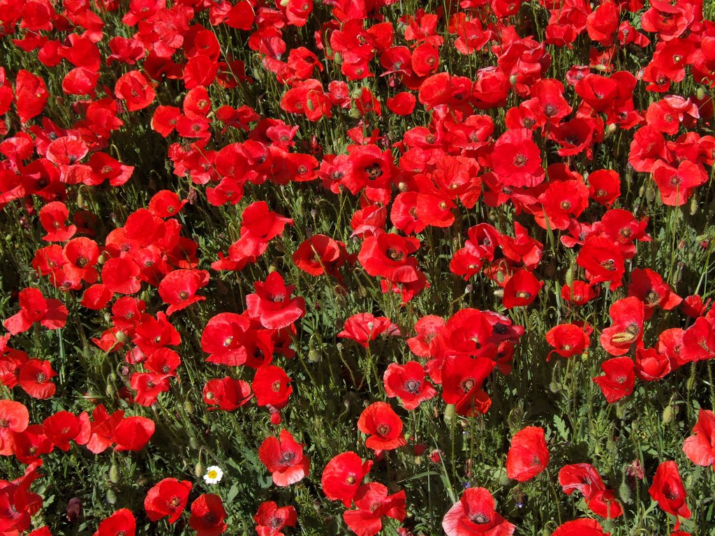 Poppies - Amapolas