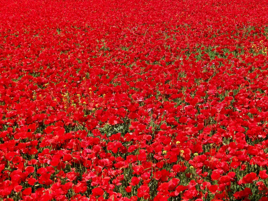 Poppies - Amapolas