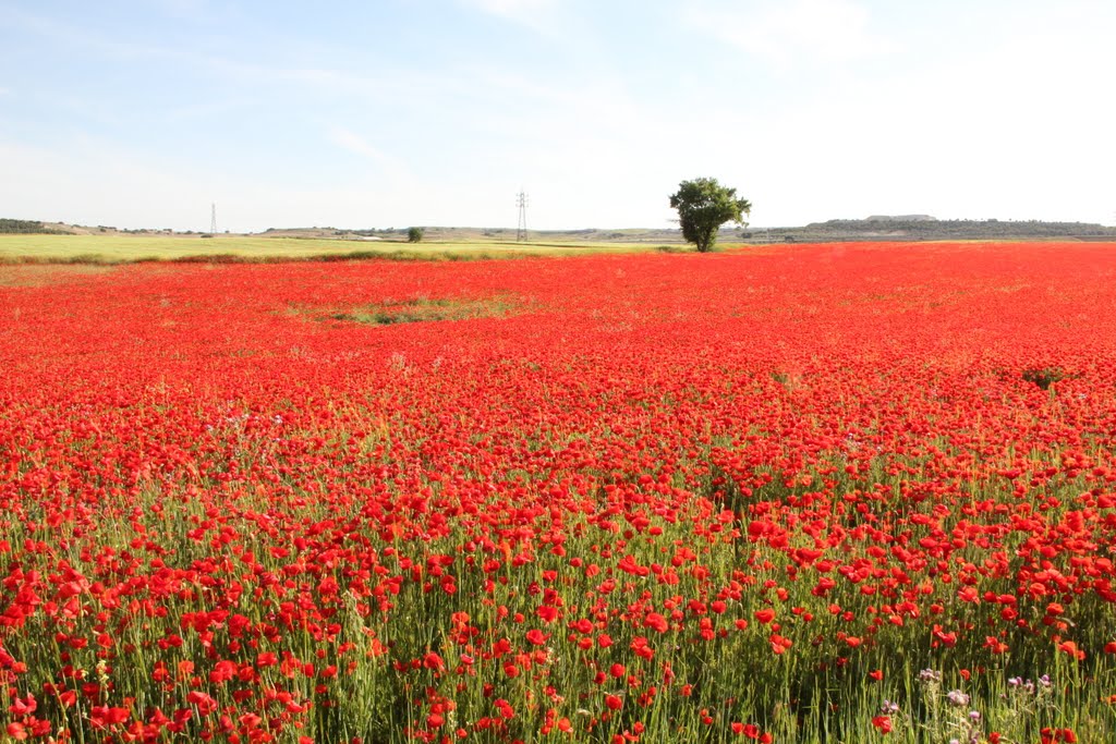 Amapolas en Valdemoro, primavera 2010