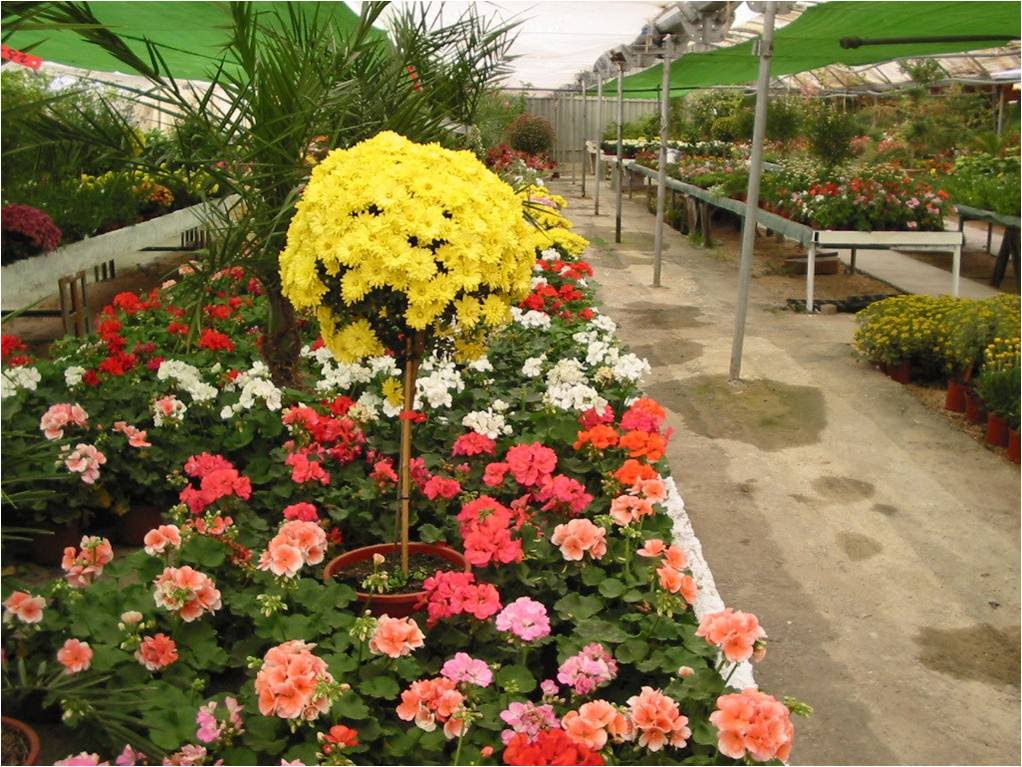 PETUNIAS Y CRISANTEMOS EN VALDEMORO