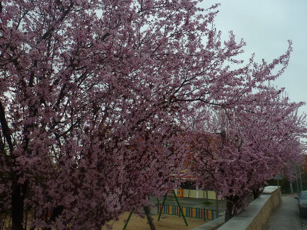Almendros en flor