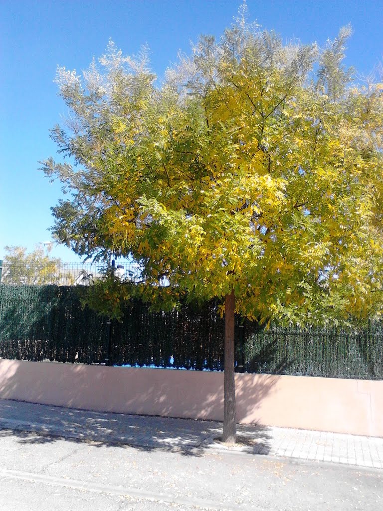 Otoño en Valdemoro