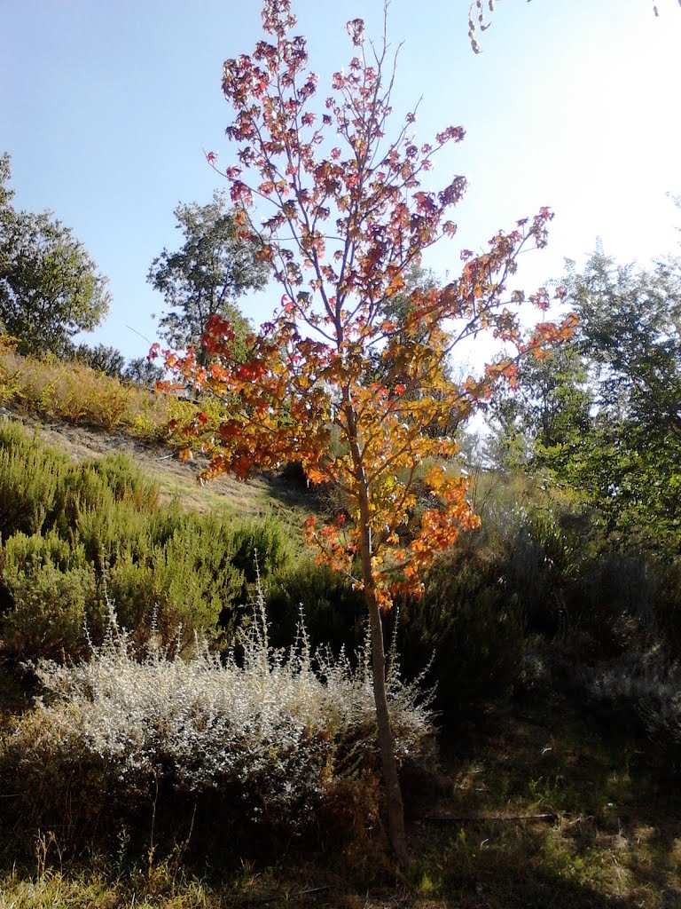 Otoño en Valdemoro