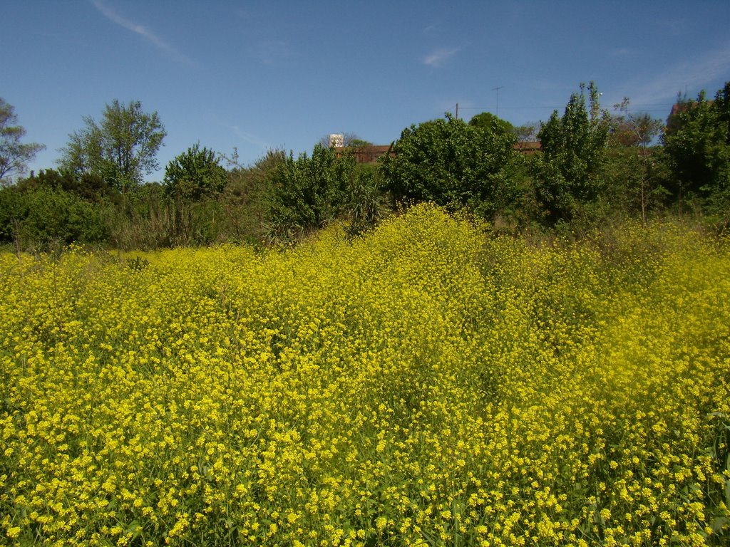 Flores silvestres