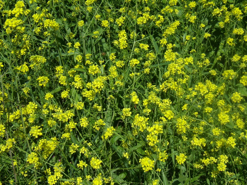 Flores Silvestres
