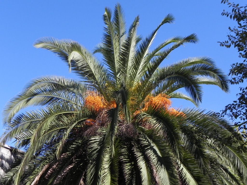 Palmera