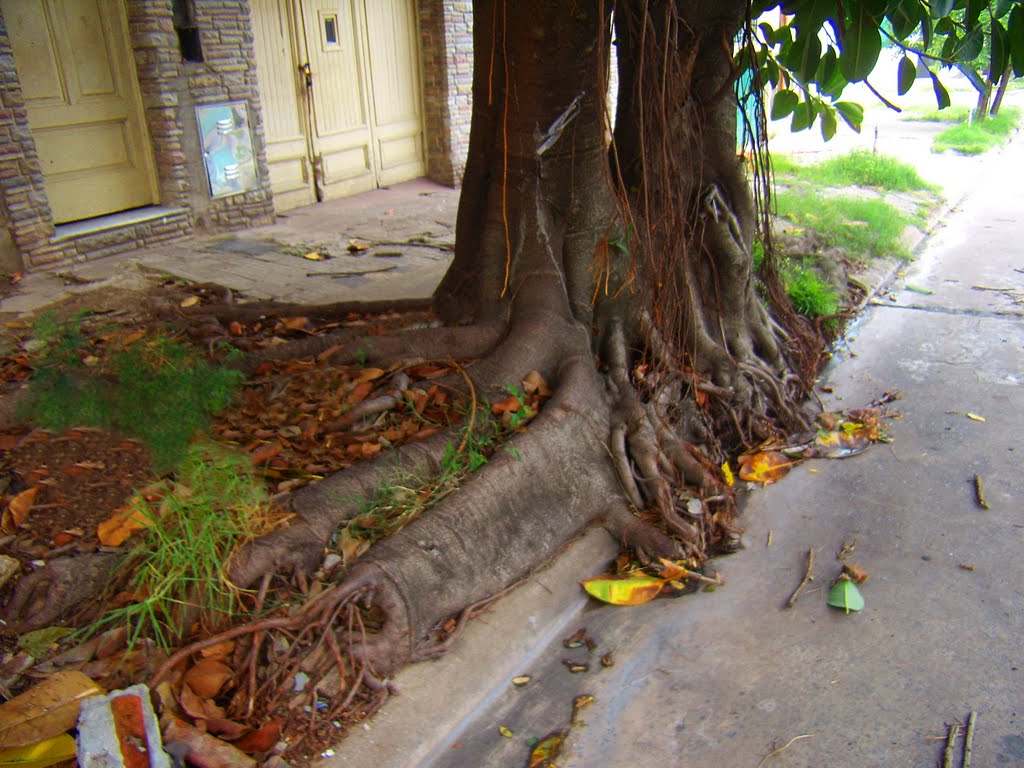 La Fuerza de la Naturaleza