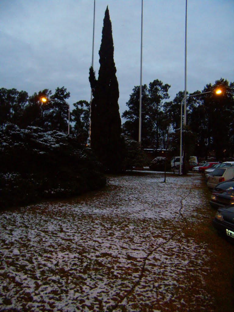 Árbol Saludando
