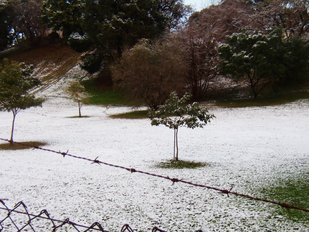 Árbolitos