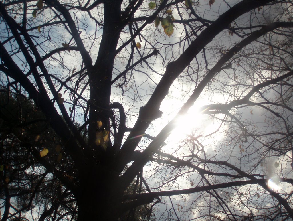 Contraste Arboreo